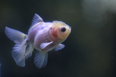 Close-up of fish swimming in sea