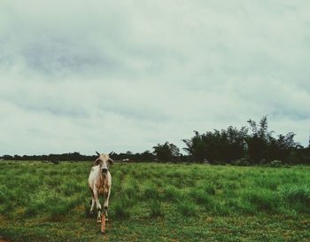 Countryside calls