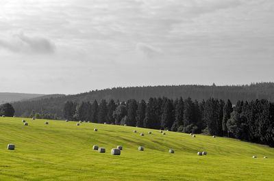 Scenic view of field against sky