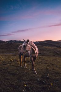 Horse standing in a field