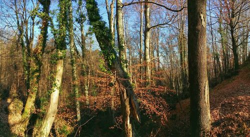 Trees in forest
