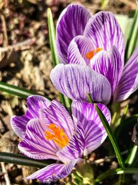 Close-up of purple crocus blooming outdoors