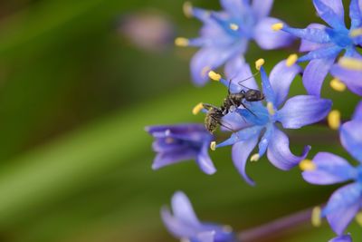 Close-up of purple flowers