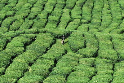 High angle view of man in tea plantation at cameron highland