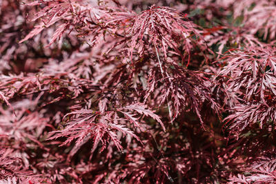 Close-up of leaves