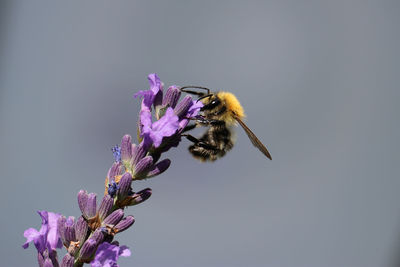 Close-up of bee pollinating on purple flower