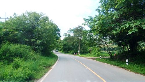 Country road along trees