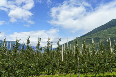 Plants growing on land against sky