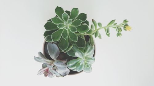 Close-up of potted plant against white background