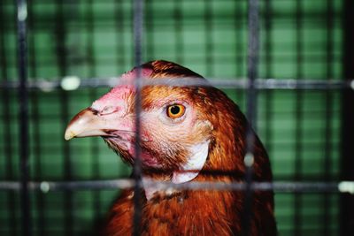 Close-up of a bird in cage