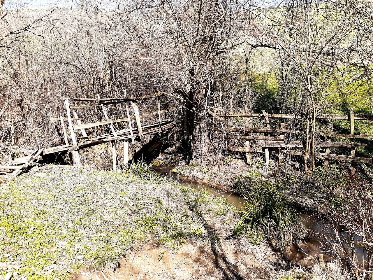 tree, plant, built structure, architecture, nature, no people, day, forest, land, bridge, bare tree, connection, footbridge, railing, outdoors, tranquility, bridge - man made structure, wood - material, abandoned, water