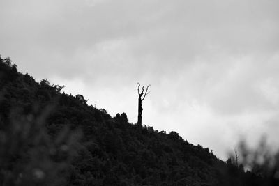 Low angle view of trees against sky