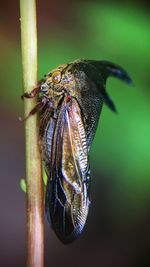 Close-up of insect
