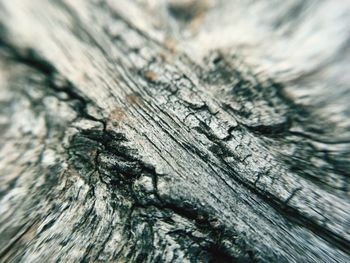 Full frame shot of tree stump