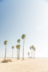 Palm trees on beach against clear sky