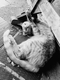 High angle view of cat sitting outdoors