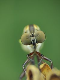 animal