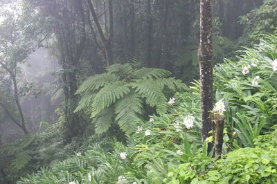 Trees growing in forest