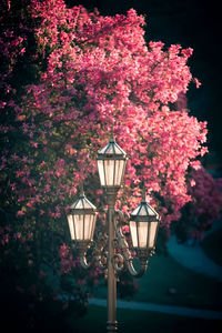 Close-up of pink flowering plants against trees