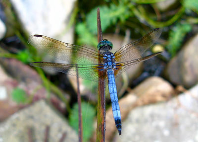 Close-up of dragonfly on plant