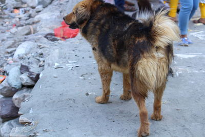 Dog looking away