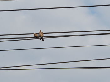 Low angle view of bird perching on cable against sky