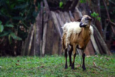 Sheep on grass