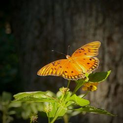 Butterfly perching on yellow flower