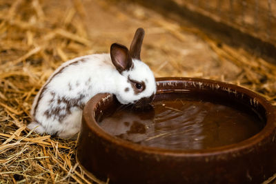 Close-up of rabbit