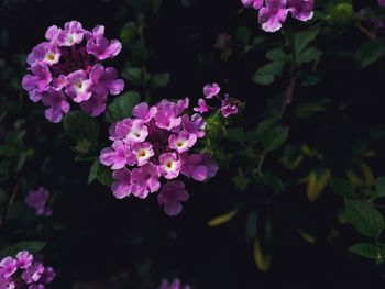 Close-up of pink flowers blooming outdoors