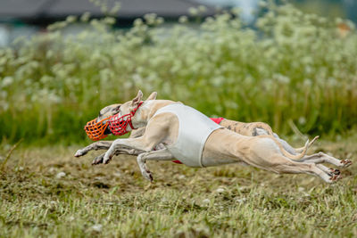 Whippet dogs in red and white shirts running and chasing lure in the field on coursing competition