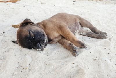 High angle view of dog sleeping on sand