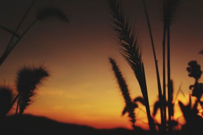 Close-up of silhouette plants against sky at sunset