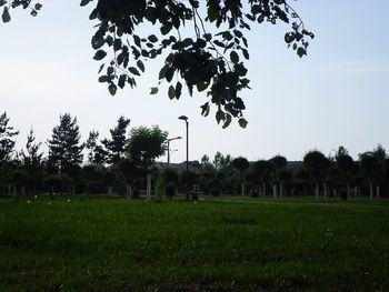 Trees on field against sky