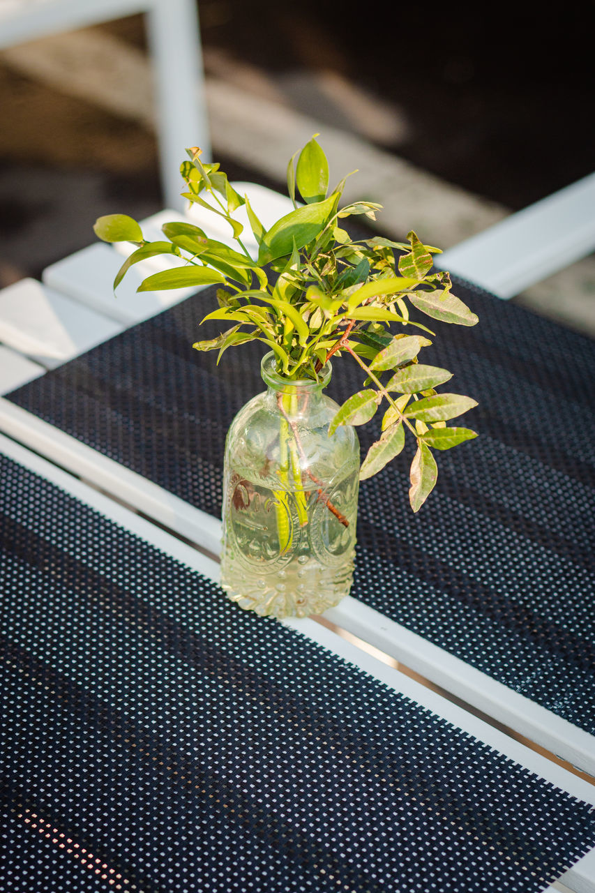 CLOSE-UP OF PLANT ON TABLE