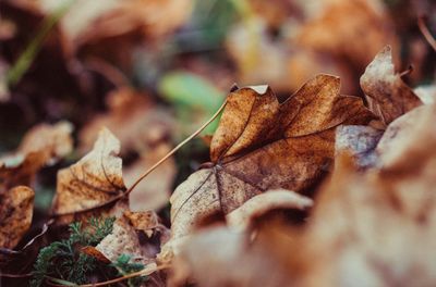 Close-up of dry leaves