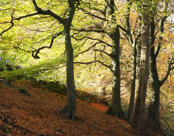 Trees in forest during autumn