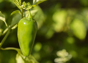 Close-up of green plant