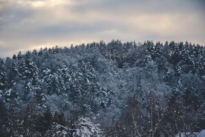 Snow covered trees in forest against sky