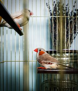 Close-up of bird amadin