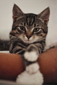 Close-up portrait of tabby cat