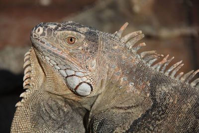 Close-up of iguana