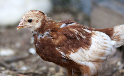 Close-up of baby chicken on field