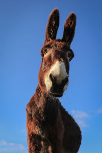 Close-up of a horse against blue sky