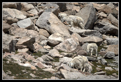 High angle view of dog on rock