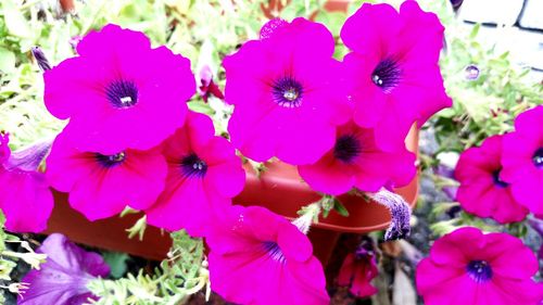 Close-up of various flowers blooming outdoors