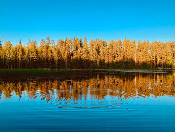 Scenic view of lake in forest against blue sky