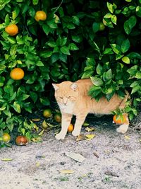 Portrait of cat amidst plants