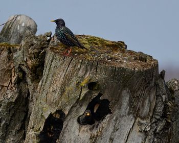 Low angle view of bird perching on tree trunk against clear sky