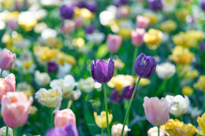 Close-up of purple crocus flowers growing on field